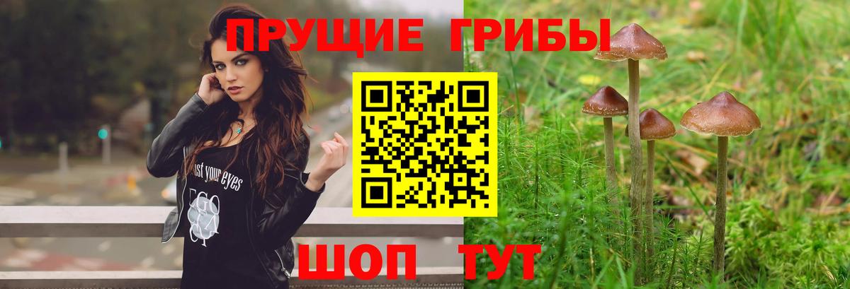 Знаменск  Псилоцибиновые грибы Psilocybe  Вход с VPN 